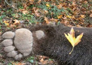 Νεκρή αρκούδα σε τροχαίο στον Αετό Φλώρινας