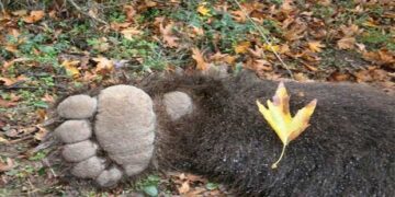 Νεκρή αρκούδα σε τροχαίο στον Αετό Φλώρινας