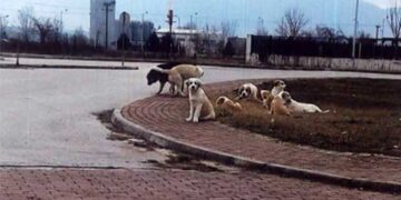 Η αποστομωτική απάντηση πολίτη για τα αδέσποτα – Θα μπορούσε να είναι ανέκδοτο! – O Επίκαιρος καταγράφει