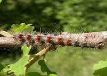 Κάμπιες καταστρέφουν δάση και δενδροκαλλιέργειες – Έξαρση σε παρόχθια χωριά της λίμνης Πολυφύτου – Χωρίς κονδύλια και σχεδιασμό καταπολέμησης οι αρμόδιες υπηρεσίες