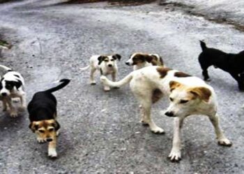 Δήμος Σερβίων – Βελβεντού: Ανακοίνωση για τα αδέσποτα ζώα και δεσποζόμενα ζώα