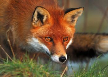 Τμήμα Κτηνιατρικής ΠΕ Κοζάνης: Συνεχίζεται η εκστρατεία εμβολιασμού των κόκκινων αλεπούδων κατά της Λύσσας