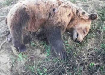 Νεκρό αρκουδάκι εντοπίστηκε στη θέση «Κλειδί» Αμυνταίου