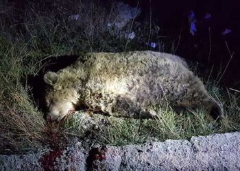 Αμύνταιο: Διαβούλευση για τη βελτίωση των συνθηκών συνύπαρξης ανθρώπου και αρκούδας