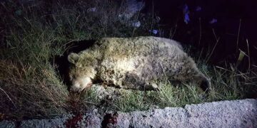 Αμύνταιο: Διαβούλευση για τη βελτίωση των συνθηκών συνύπαρξης ανθρώπου και αρκούδας