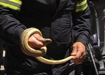 Φίδια σε γήπεδο ποδοσφαίρου στην Κοζάνη!