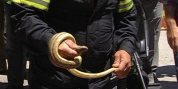 Φίδια σε γήπεδο ποδοσφαίρου στην Κοζάνη!