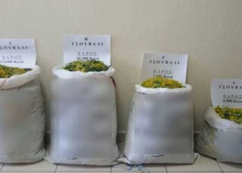 Kαστοριά: Σύλληψη 34χρονου για  παράνομη συλλογή αρωματικών- θεραπευτικών φυτών