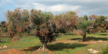 Διεύθυνση Αγροτικής Οικονομίας και Κτηνιατρικής Π.Ε Κοζάνης: Ενημέρωση για τον οργανισμό καραντίνας Xyllela fastidiosa