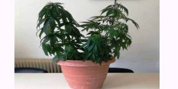 Πτολεμαΐδα: 47χρονος καλλιεργούσε σε γλάστρα κάνναβη