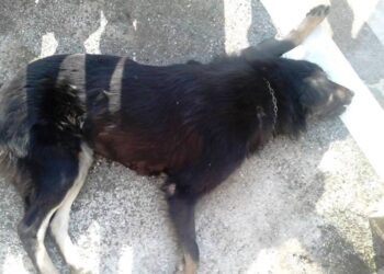 Αστυνομική παρέμβαση για τη θανάτωση 16 σκύλων με φόλες στην Κοζάνη