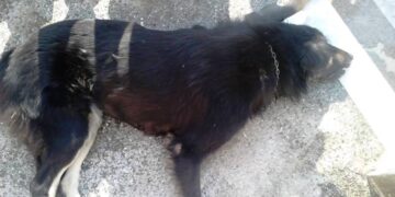 Αστυνομική παρέμβαση για τη θανάτωση 16 σκύλων με φόλες στην Κοζάνη