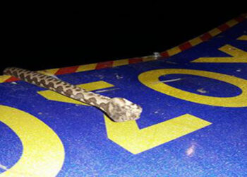 Βγήκαν τα φίδια με τις πρώτες ζέστες στην Κοζάνη – Δείτε φωτογραφίες