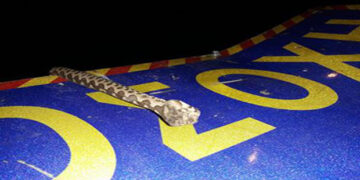 Βγήκαν τα φίδια με τις πρώτες ζέστες στην Κοζάνη – Δείτε φωτογραφίες