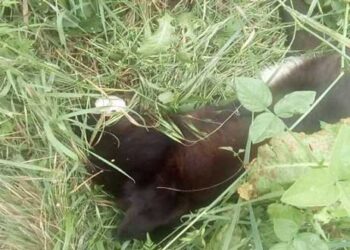 Άλλα δυο νεκρά σκυλιά από φόλες στην περιοχή “Κρεβατάκια” της Κοζάνης – Δείτε φωτογραφίες