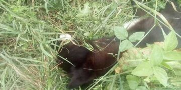 Άλλα δυο νεκρά σκυλιά από φόλες στην περιοχή “Κρεβατάκια” της Κοζάνης – Δείτε φωτογραφίες