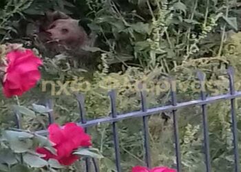 Αρκούδα γέννησε δύο αρκουδάκια σε αυλή σπιτιού στη Δροσοπηγή Φλώρινας! (Φωτογραφίες)