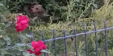 Αρκούδα γέννησε δύο αρκουδάκια σε αυλή σπιτιού στη Δροσοπηγή Φλώρινας! (Φωτογραφίες)