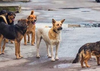 Αδέσποτα επιτέθηκαν σε νεαρή στο κέντρο της Κοζάνης για να πάρουν το κρέας που είχε αγοράσει από ψητοπωλείο