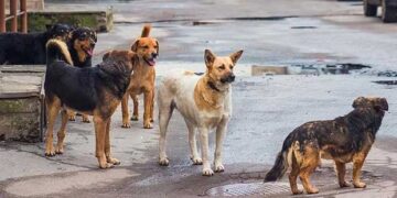 Αδέσποτα επιτέθηκαν σε νεαρή στο κέντρο της Κοζάνης για να πάρουν το κρέας που είχε αγοράσει από ψητοπωλείο