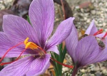 Κρόκος Κοζάνης: Γιατί θεωρείται ως ο ελληνικός θησαυρός για την υγεία