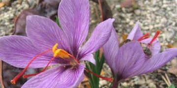 Κρόκος Κοζάνης: Γιατί θεωρείται ως ο ελληνικός θησαυρός για την υγεία