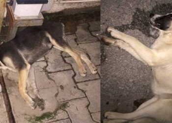 Πρωτοφανείς εικόνες από Ξηρολίμνη μέχρι και την Κοζάνη – 12 σκυλιά νεκρά από φόλες!