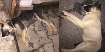 Πρωτοφανείς εικόνες από Ξηρολίμνη μέχρι και την Κοζάνη – 12 σκυλιά νεκρά από φόλες!