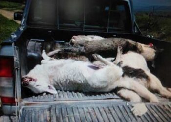 Νεκροί σκύλοι από φόλες στον Φιλώτα Αμυνταίου