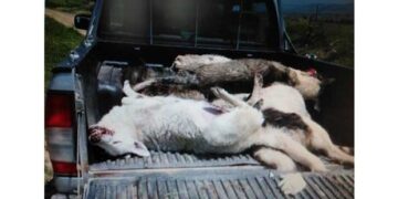 Νεκροί σκύλοι από φόλες στον Φιλώτα Αμυνταίου