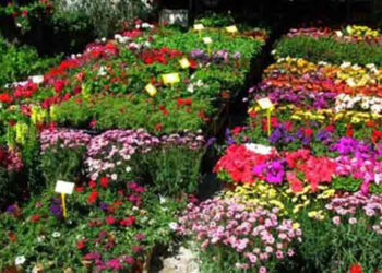 24 Μαΐου ξεκινά η 20η Ανθοκομική Έκθεση Πτολεμαΐδας