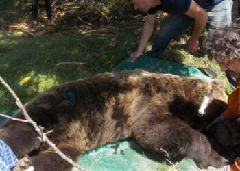 Αμύνταιο: Υπό «παρακολούθηση» τέθηκαν τέσσερις … αρκούδες