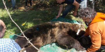 Αμύνταιο: Υπό «παρακολούθηση» τέθηκαν τέσσερις … αρκούδες