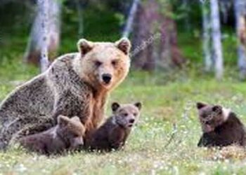 Αρκούδα «κόβει» βόλτες στην Πεντάβρυσο Καστοριάς (Βίντεο)