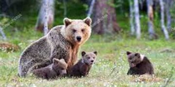 Αρκούδα «κόβει» βόλτες στην Πεντάβρυσο Καστοριάς (Βίντεο)