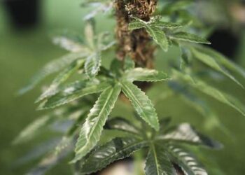 Ελεύθερη η καλλιέργεια ιατρικής κάνναβης στην Ελλάδα – Δείτε όλη την απόφαση