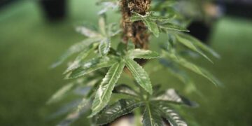 Ελεύθερη η καλλιέργεια ιατρικής κάνναβης στην Ελλάδα – Δείτε όλη την απόφαση