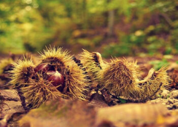 Νεοσύστατος συνεταιρισμός για την εκμετάλλευση του άγριου κάστανου στον Πεντάλοφο Κοζάνης