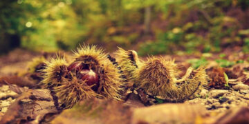 Νεοσύστατος συνεταιρισμός για την εκμετάλλευση του άγριου κάστανου στον Πεντάλοφο Κοζάνης