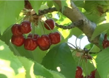 Ασύλληπτη κλοπή στο Πιστικό Γρεβενών: Έκλεψαν τα κεράσια απο χωράφι – Ο ιδιοκτήτης κατήγγειλε την πρωτοφανή κλοπή στο δασαρχείο