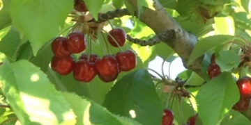 Ασύλληπτη κλοπή στο Πιστικό Γρεβενών: Έκλεψαν τα κεράσια απο χωράφι – Ο ιδιοκτήτης κατήγγειλε την πρωτοφανή κλοπή στο δασαρχείο