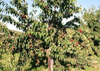 Πλήγμα για παραγωγούς Πύργων, Μεσοβούνου, Βελβεντού: Στο 70-80% η ακαρπία στα κεράσια