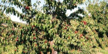 Πλήγμα για παραγωγούς Πύργων, Μεσοβούνου, Βελβεντού: Στο 70-80% η ακαρπία στα κεράσια