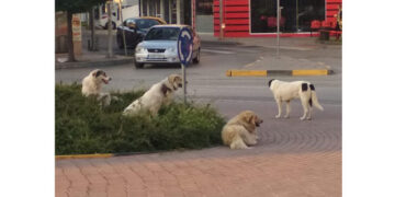 Κοζάνη: Μαθήτρια δέχθηκε επίθεση από αδέσποτα σκυλιά