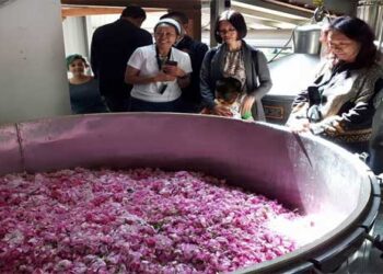 Κοζάνη: Γνωριμία με την απόσταξη ρόδων για Έλληνες και ξένους στον Συνεταιρισμού Βοϊου