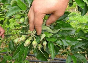 Μεγάλες ζημιές από το χαλάζι υπέστησαν οι μηλοπαραγωγοί της Καστοριάς