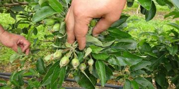 Μεγάλες ζημιές από το χαλάζι υπέστησαν οι μηλοπαραγωγοί της Καστοριάς