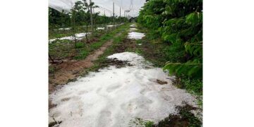 Εορδαία: Νέα χαλαζόπτωση ρήμαξε καλλιέργειες σε Μεσόβουνο & Κομνηνά