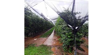 Εορδαία: Χαριστική βολή σε μήλα και κεράσια από χαλαζόπτωση στο Μεσόβουνο