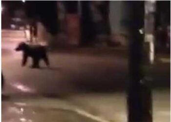 Απίστευτο: Αρκούδα έκοβε βόλτες στην πλατεία της Πολυκάρπης Καστοριάς (Δείτε Βίντεο)